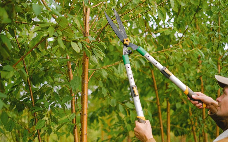 Tree trimming in Ashby, NE