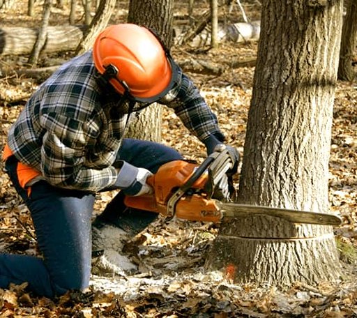 Tree Removal in Ashby, NE